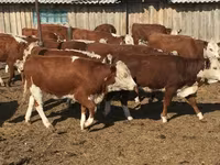 Bulle, Simmental cattle — Foto 8
