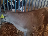 Ցուլ, Simmental cattle — լուսանկար 7