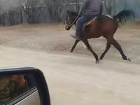Cavalo, Cavalos — foto 2