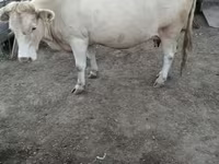 Կով, Կարմիր առանցխոտ կով — լուսանկար 2