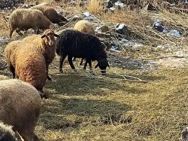 Խոյ, Ոչխարներ — Հայաստան