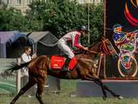 فرس, Arabian horse — الصورة 2