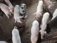 Säue, Schweine — Foto 3