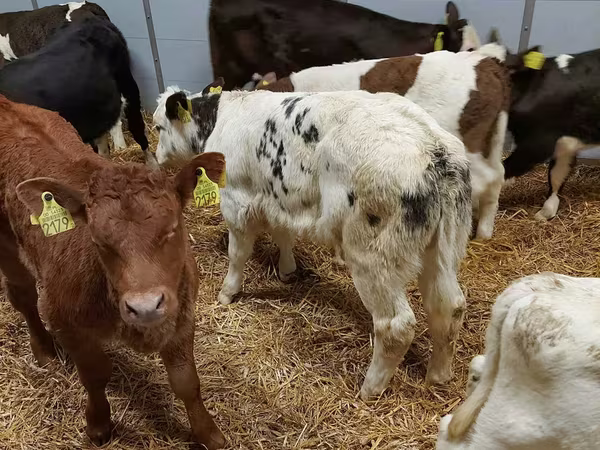 सांड, Simmental cattle