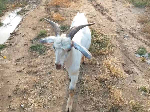 Козёл, Козлы