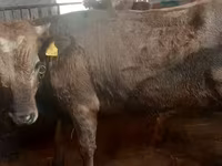 Ցուլ, Russian Black pied cattle — լուսանկար 6