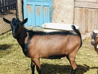 Արու այծ, Nubian Goat — լուսանկար 2