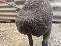 Ոչխար, Saryarka sheep — լուսանկար 3