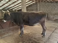 Cow, Swiss cattle — photo 4