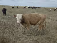 母牛, Kazakh White-headed cow — 照片 2