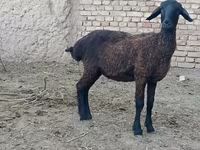 Ոչխար, Ոչխարներ — լուսանկար 2