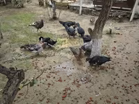 Ducks — Foto 6