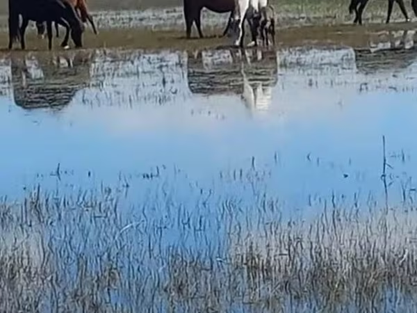 Էգ ձի, Horse breed