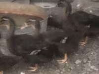 Ռուան — լուսանկար 6