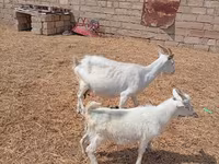 Արու այծ, Saanen goat — լուսանկար 5