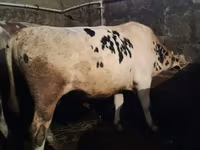 Toro, Raza Holstein — foto 1