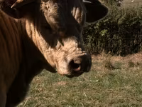 Bulle, Simmental cattle — Foto 2