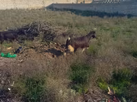 Ram, Sheep — photo 2