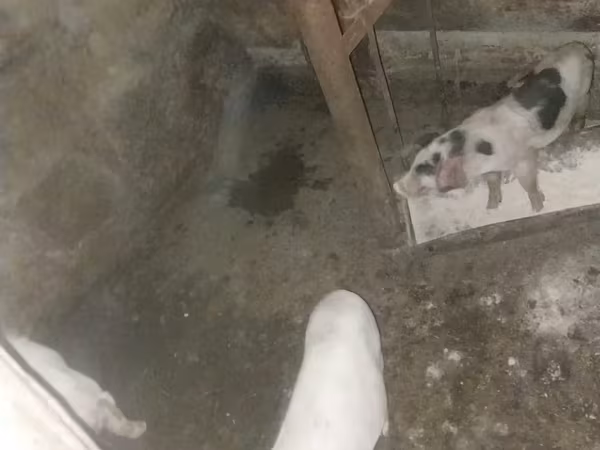 Säue, Schweine — Armenien