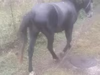 Ձի, Ձիեր — լուսանկար 3