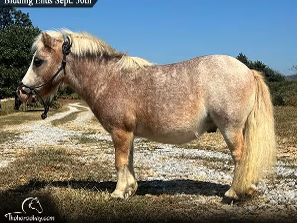 Ձի, Miniature horse