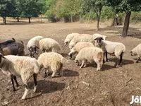 Schaf, Tsigai sheep — Foto 1