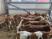 公牛, Limousin cow — 照片 1