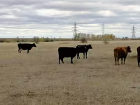 Կով, Swiss cattle — լուսանկար 4