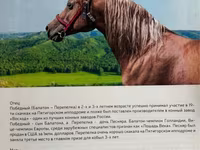 Бие, Arabian horse — 4-сурет