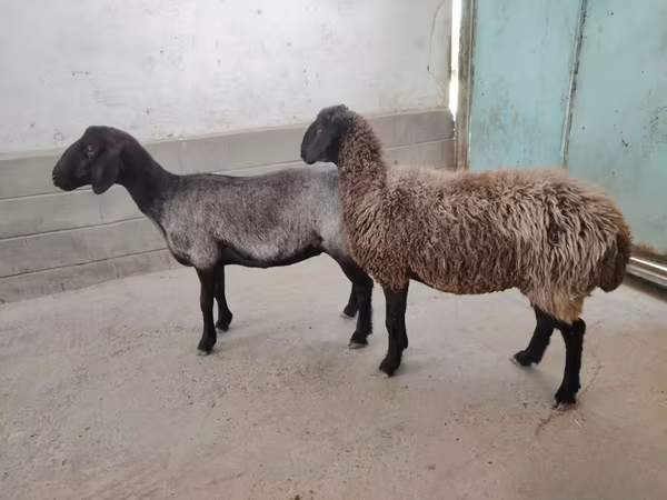 Ոչխար, Ոչխարներ