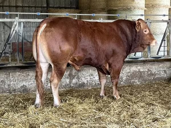 Bulle, Limousin-Kuh