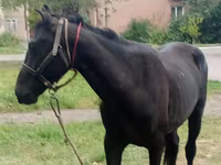 Caballo, Priob horse — foto 2