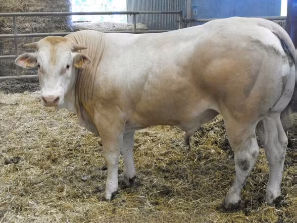 Ցուլ, Blonde d’Aquitane cattle
