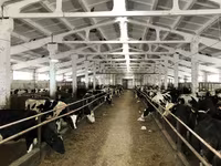Կով, Yaroslavl cattle — լուսանկար 5