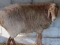 Ram, Rhon sheep — photo 8