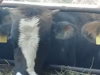 Bull, Cattle — photo 2