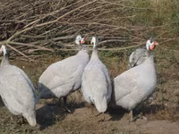 व्हाइट — फ़ोटो 4