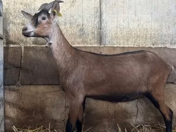 Ziege, Alpine goat