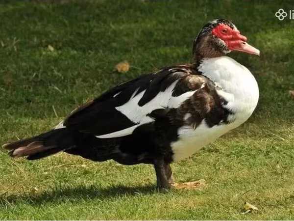 Ducks — Армения