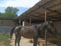 Ձի, Karachay horse — լուսանկար 1