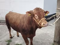 Bull, Limousin cow — photo 3