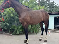 Hengst, Thoroughbred horse — Foto 6