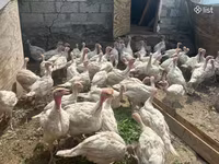 Turkeys — foto 2