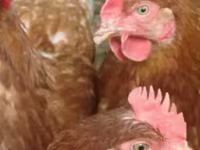 Chickens — photo 2