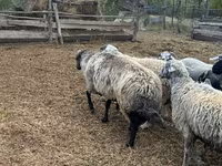 Խոյ, Karakul sheep — լուսանկար 3
