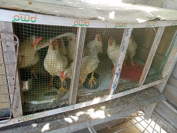 Chickens