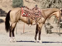 Hengst, Quarter Horse — Foto 8