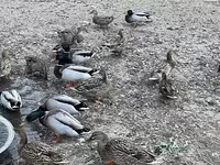 Ducks — फ़ोटो 2