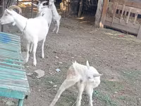 Էգ այծ, Dutch Landrace goats — լուսանկար 6