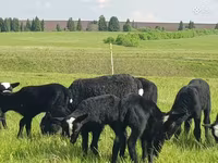 Ոչխար, Romanov sheep — լուսանկար 2